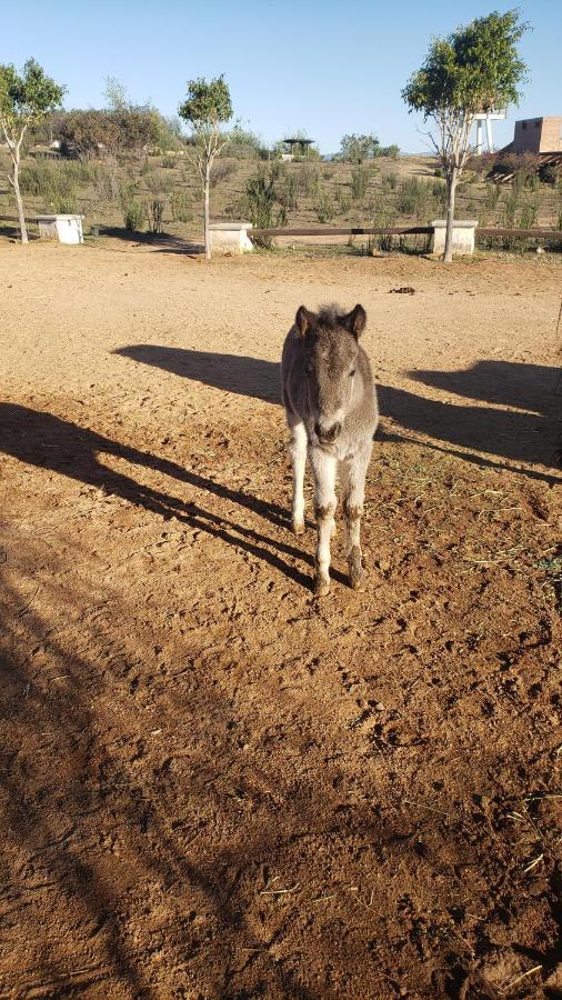 バジェ・デ・グアダルーペ Little Nest En Rancho El Rossinyolゲストハウス エクステリア 写真
